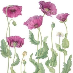 Meet your Posher, Sofia